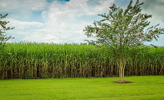 Lush Sugarcane Field with Flowering Tree and Green Lawn
