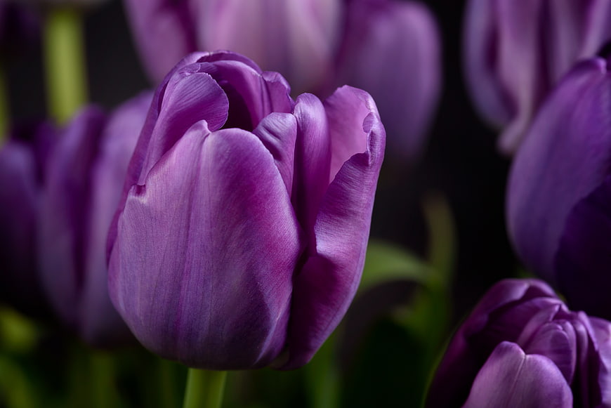Close-up of vibrant purple tulip flower