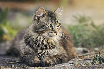 Fluffy Tabby Cat Resting Outdoors in Natural Light