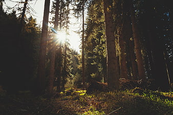 Sunlight streaming through tall pine trees in a dense forest