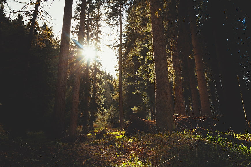 Sunlight streaming through tall pine trees in a dense forest