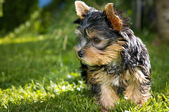 Wet Yorkshire Terrier Puppy on Green Grass