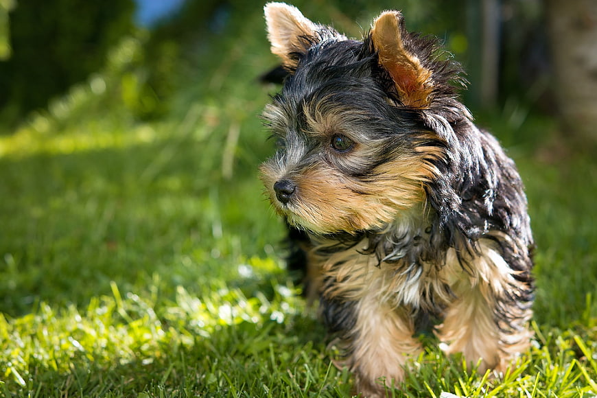 Wet Yorkshire Terrier Puppy on Green Grass