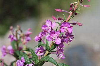 Close-up of vibrant pink fireweed flowers in natural sunlight