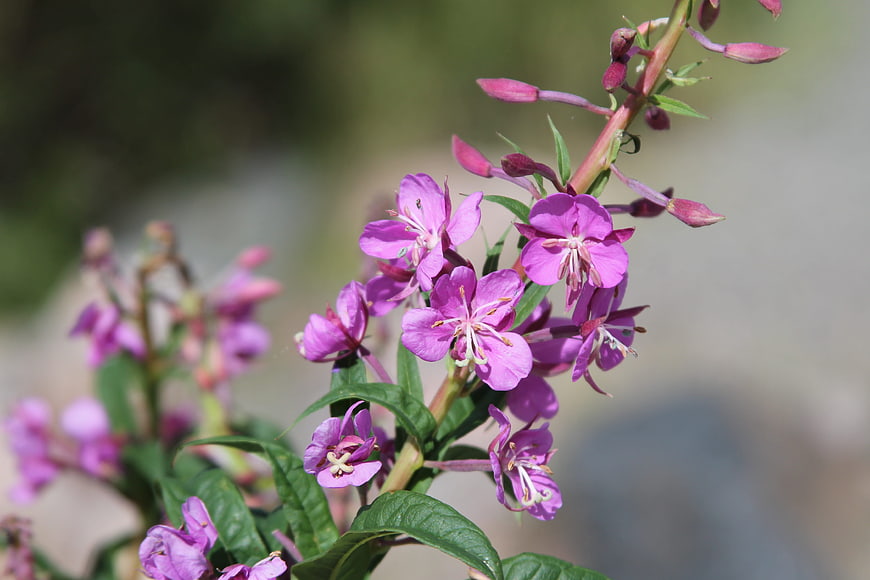 Close-up of vibrant pink fireweed flowers in natural sunlight