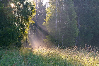 Sunbeams shining through birch forest in summer morning