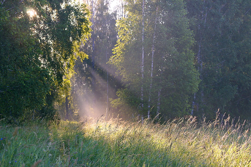 Sunbeams shining through birch forest in summer morning
