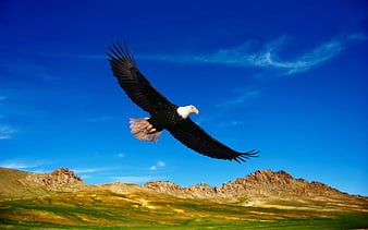 Bald Eagle Soaring Over Rocky Mountain Landscape