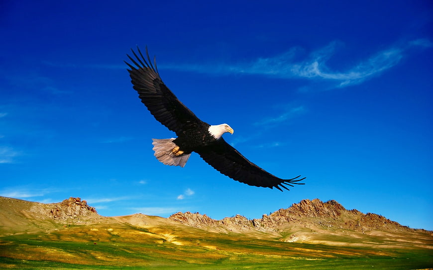 Bald Eagle Soaring Over Rocky Mountain Landscape