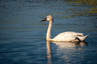 White Swan Swimming in Calm Blue Lake Water