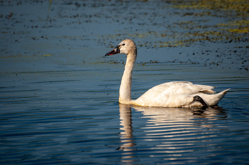 White Swan Swimming in Calm Blue Lake Water