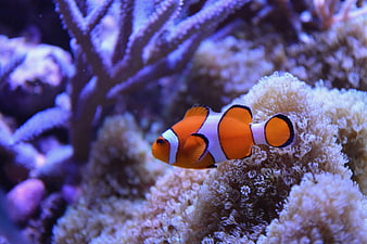 Orange Clownfish Swimming Near White Coral Reef Underwater