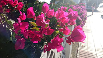 Vibrant Pink Bougainvillea Flowers on a Sunny Street