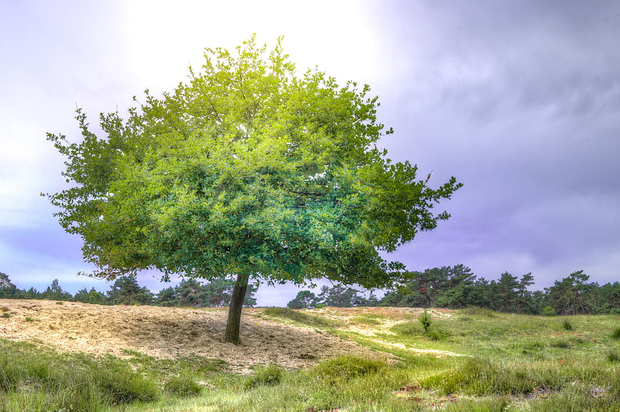 Lone Green Tree on Sandy Hill Under Dramatic Sky