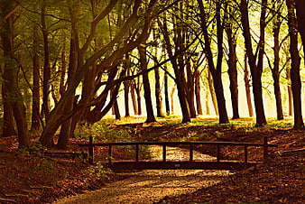 Sunlit Forest Path With Small Wooden Bridge And Autumn Trees