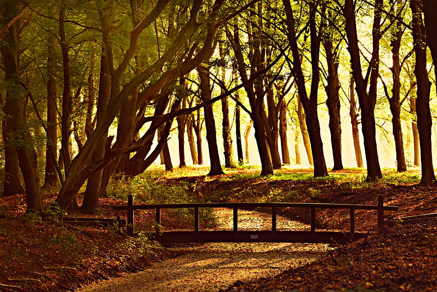 Sunlit Forest Path With Small Wooden Bridge And Autumn Trees