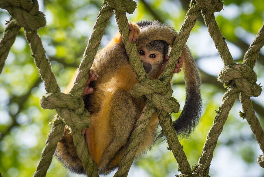 Cute squirrel monkey climbing rope net in nature