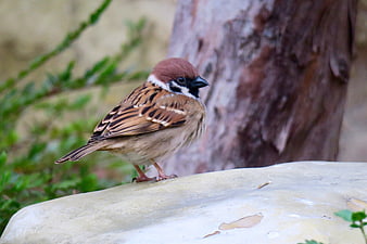Male House Sparrow Perched on Stone in Garden
