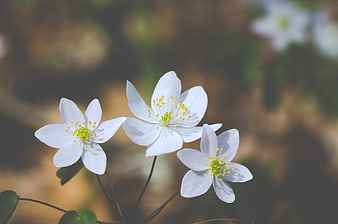 Close-up of delicate white wood anemone flowers in spring forest