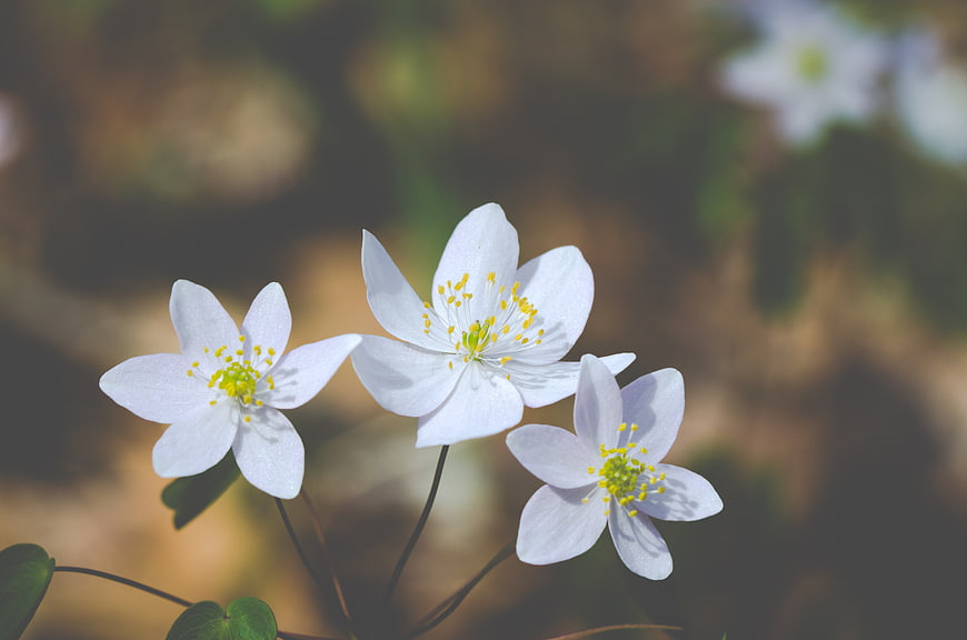 Close-up of delicate white wood anemone flowers in spring forest