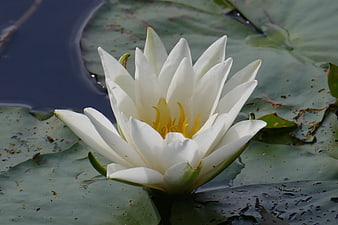 White Water Lily Bloom on Green Lily Pads