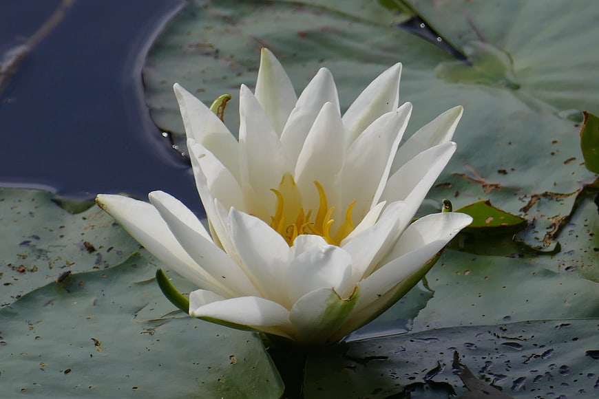White Water Lily Bloom on Green Lily Pads
