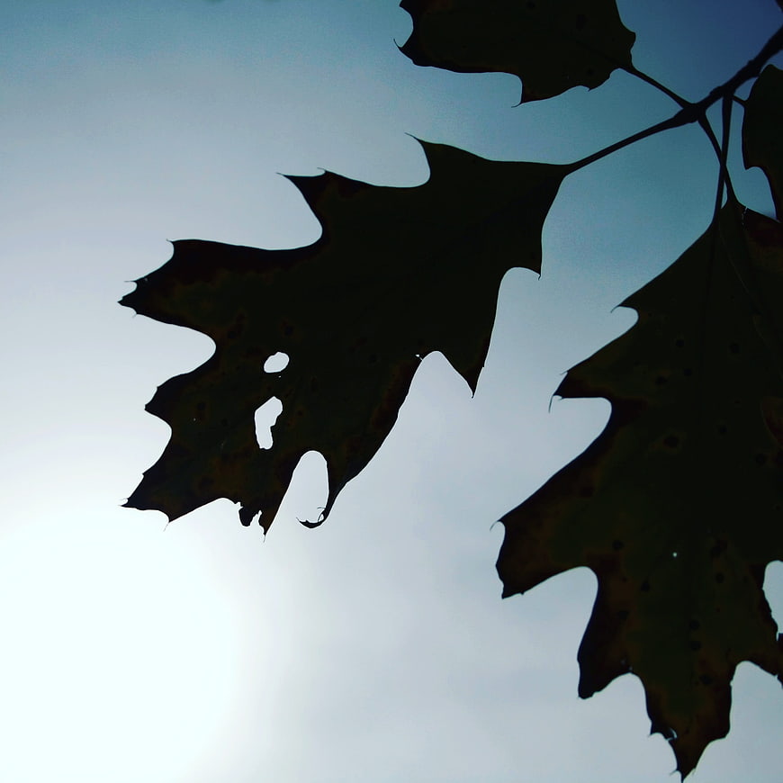 Silhouette of oak leaves against a bright blue sky