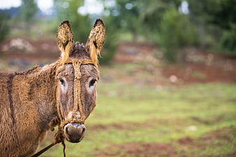 Close-up Portrait of a Brown Donkey with Rope Halter
