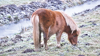 Brown Icelandic Pony Grazing in Frosty Meadow