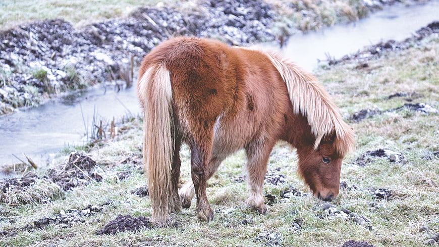 Brown Icelandic Pony Grazing in Frosty Meadow