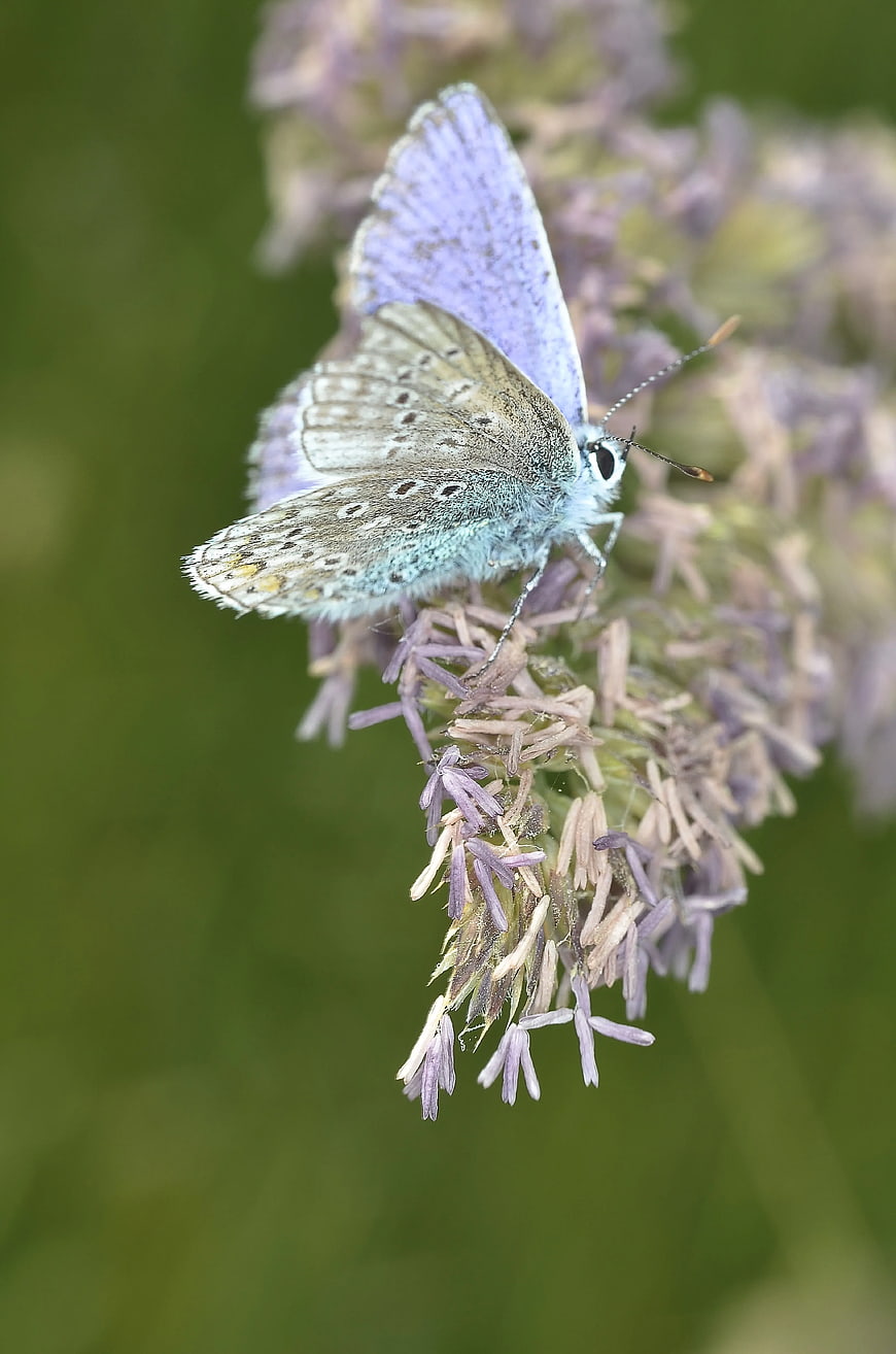 Close-up of a Blue Butterfly on a Purple Flower