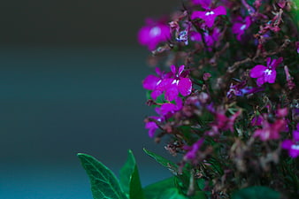 Close-up of vibrant purple flowers with green leaves