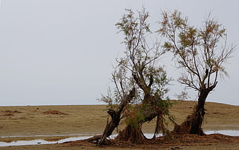 Resilient trees on a dry, sandy beach landscape