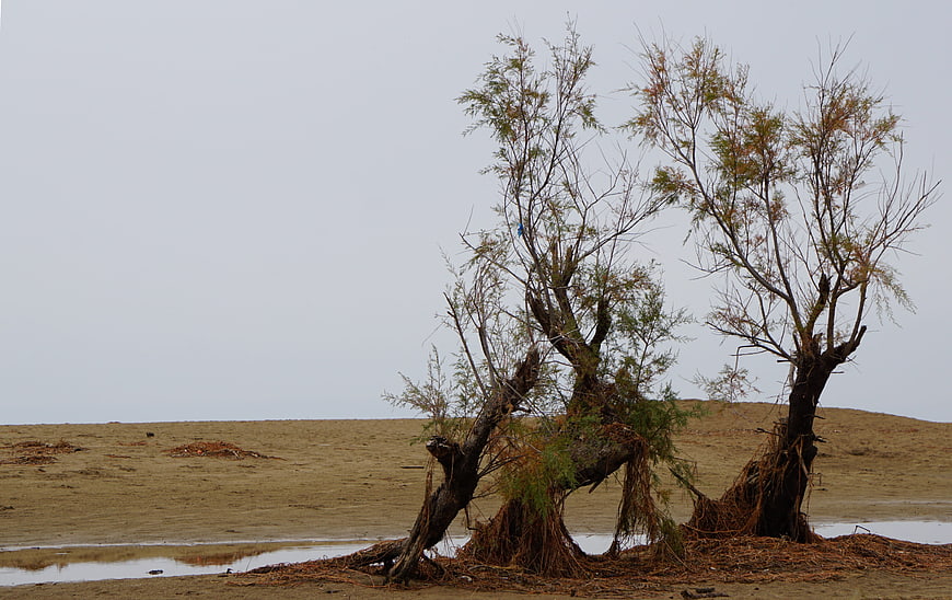 Resilient trees on a dry, sandy beach landscape