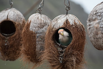 Lovebird peeking out of coconut shell nest