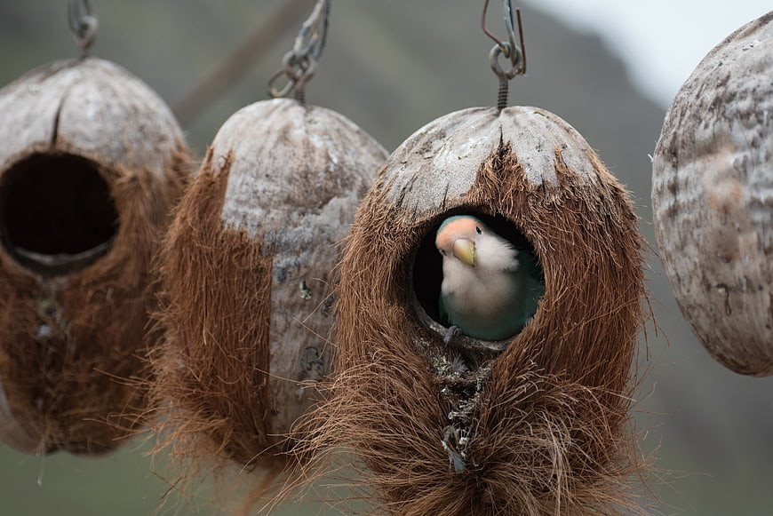 Lovebird peeking out of coconut shell nest