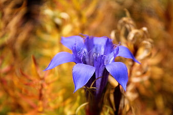 Vibrant Blue Gentian Flower in Natural Setting