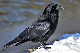Close-up of a Common Raven Standing on Snow