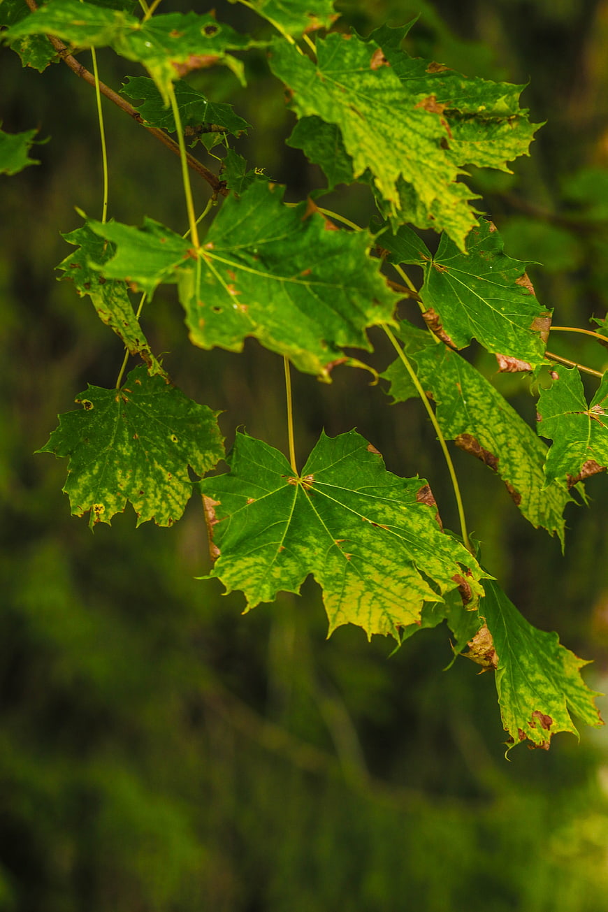 Close-up of green maple leaves with natural texture and spots