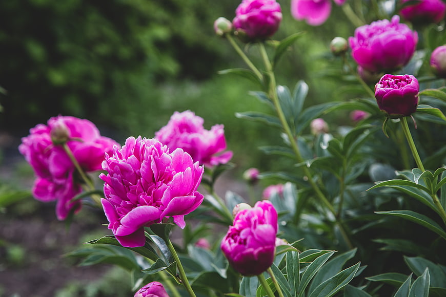 Vibrant Pink Peonies Blooming in a Lush Green Garden