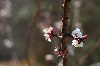 Close-up of white and pink cherry blossoms on a branch