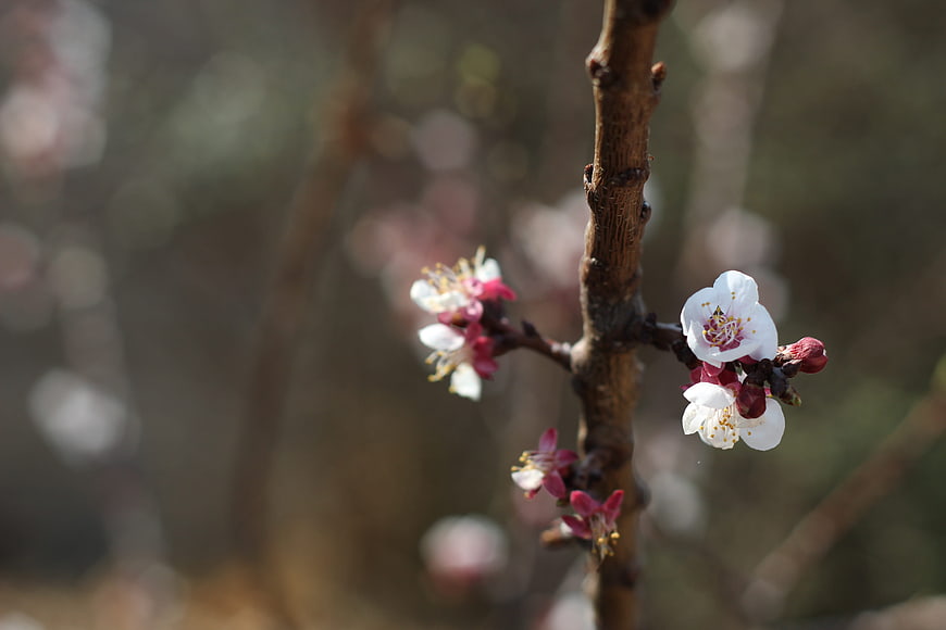 Close-up of white and pink cherry blossoms on a branch