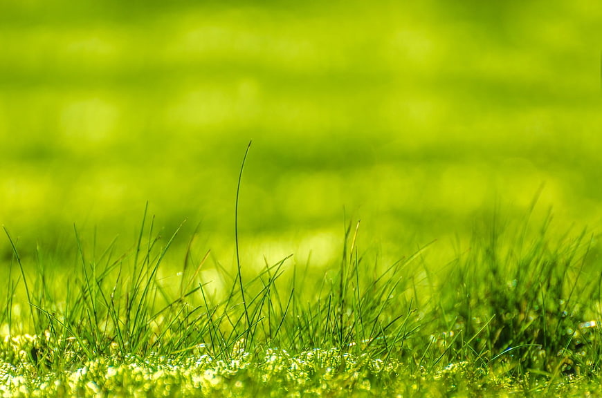 Vibrant Green Grass Close-Up With Soft Meadow Bokeh Background
