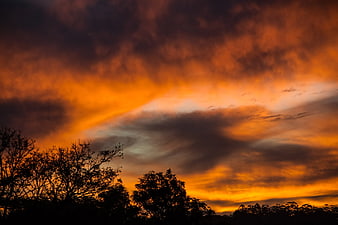 Dramatic Orange Sunset Sky with Silhouetted Trees