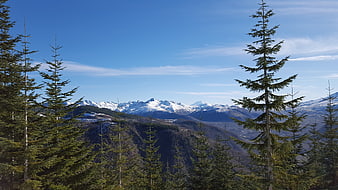 Snow-Capped Mountain Range Viewed Through Evergreen Forest
