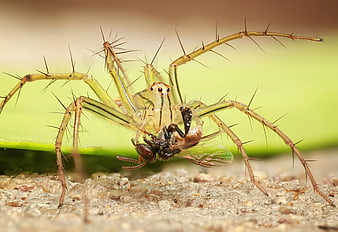 Macro shot of green lynx spider eating a fly