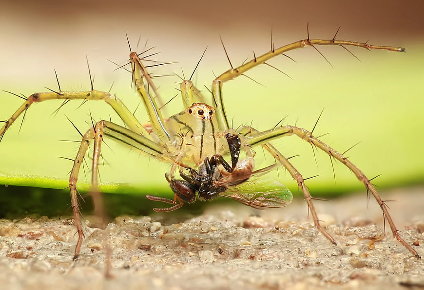 Macro shot of green lynx spider eating a fly