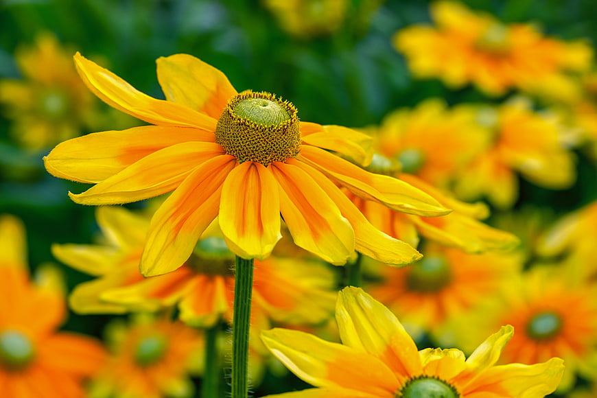 Close-up of vibrant yellow Rudbeckia flower in garden