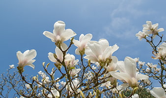 White Magnolia Blossoms Against Blue Sky