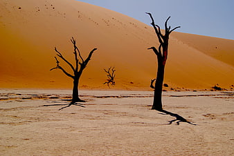 Dead Trees Silhouetted Against Orange Sand Dunes